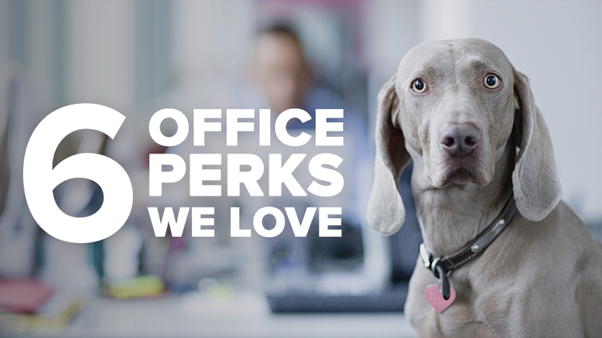 office perks example of dog-friendly office