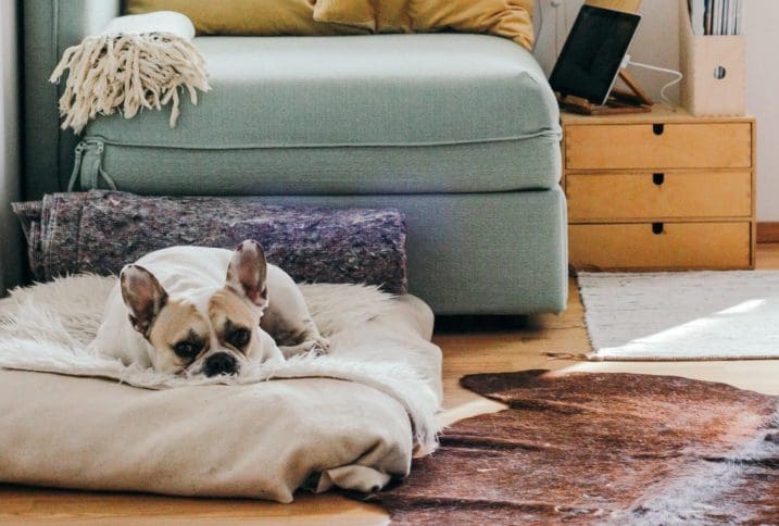 What to do when you get laid off or fired