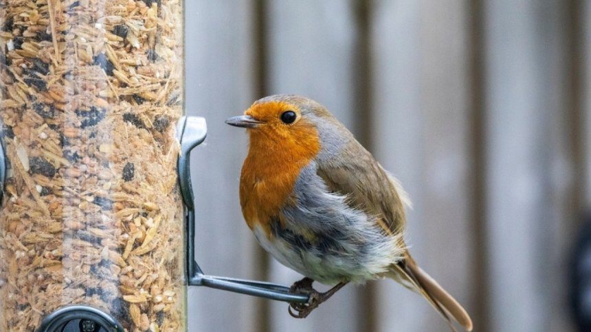 Most commonly seen birds in California