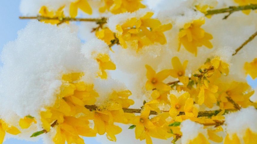 Coldest Aprils in New York since 1895